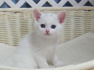 マンチカン(長足)【大阪府・男の子・2021年10月3日・ホワイト】の写真「全て込みの価格で元気な男の子です（長足）」