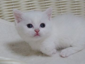 マンチカン(短足)【大阪府・男の子・2021年10月3日・ホワイト】の写真「全て込みの価格で元気な男の子です（短足）」