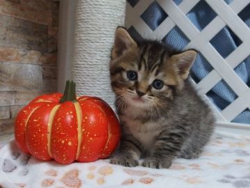 マンチカン(長足)【大阪府・男の子・2021年9月2日・ブラウンタビー】の写真「全て込みの価格で元気な男の子です（長足）」