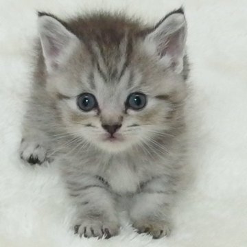 マンチカン(短足)【大阪府・男の子・2024年8月16日・シルバータビー】の写真「全て込みの価格で元気な男の子です」