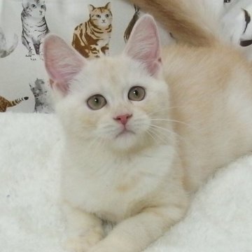 マンチカン(長足)【大阪府・女の子・2024年5月22日・クリームタビー】の写真「全て込みの価格で可愛い女の子です」