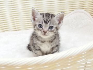 マンチカン(長足)【大阪府・女の子・2022年4月22日・シルバータビー（ショート）】の写真「全て込みの価格で可愛い女の子です（長足）5」