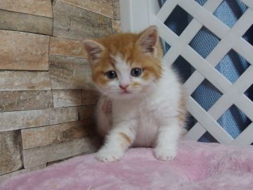 ミヌエット【大阪府・男の子・2020年9月15日・レッドタビー&ホワイト】の写真「全て込みの価格で元気な男の子です（並足）」