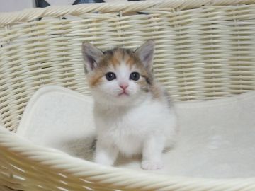 マンチカン(長足)【大阪府・女の子・2021年10月3日・キャリコ】の写真「全て込みの価格で可愛い女の子です（長足）」