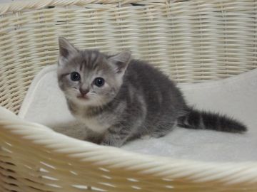 マンチカン(長足)【大阪府・女の子・2021年10月1日・ブルータビー】の写真「全て込みの価格で可愛い女の子です（長足）」