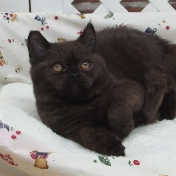 スコティッシュフォールド(立ち耳)【大阪府・男の子・2023年8月27日・ブラックスモーク】の写真「全て込みの価格で元気な男の子です」