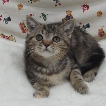 スコティッシュフォールド(立ち耳)【大阪府・女の子・2023年12月8日・ブラウンタビー】の写真「全て込みの価格で可愛い女の子です」