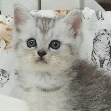 ミヌエット(長足)【大阪府・女の子・2024年8月11日・シルバータビー】の写真「全て込みの価格で可愛い女の子です」