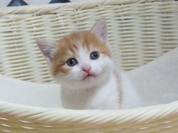 マンチカン(長足)【大阪府・男の子・2021年10月3日・レッドタビー&ホワイト】の写真「全て込みの価格で元気な男の子です（長足）」