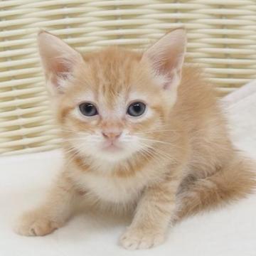 マンチカン(長足)【大阪府・男の子・2022年5月14日・レッドタビー（ショート）】の写真「全て込みの価格で元気な男の子（長足）」