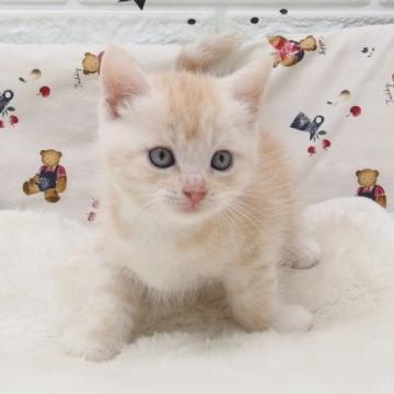 マンチカン(長足)【大阪府・男の子・2022年6月30日・レッドタビー（ショート）】の写真「全て込みの価格で元気な男の子（長足）」