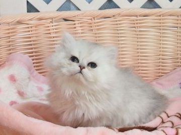 ペルシャ(チンチラ)【大阪府・女の子・2018年12月24日・チンチラシルバー】の写真「甘えたで可愛い女の子です」