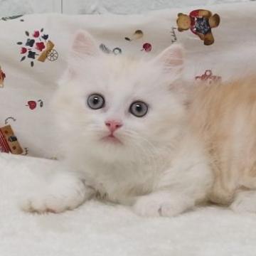 マンチカン(短足)【大阪府・男の子・2022年6月12日・クリーム&ホワイトタビー（セミロンング）】の写真「全て込みの価格で元気な男の子（短足）」