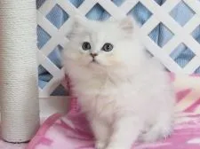 ペルシャ(チンチラ)【大阪府・男の子・2018年12月23日・チンチラシルバー】の写真1「3月14日撮影」