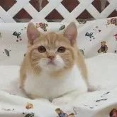 スコティッシュフォールド(立ち耳)【大阪府・男の子・2023年9月23日・レッドタビーホワイト】の写真1「12月24日撮影」