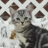 スコティッシュフォールド(立ち耳)【大阪府・男の子・2024年8月13日・シルバータビー】の写真1