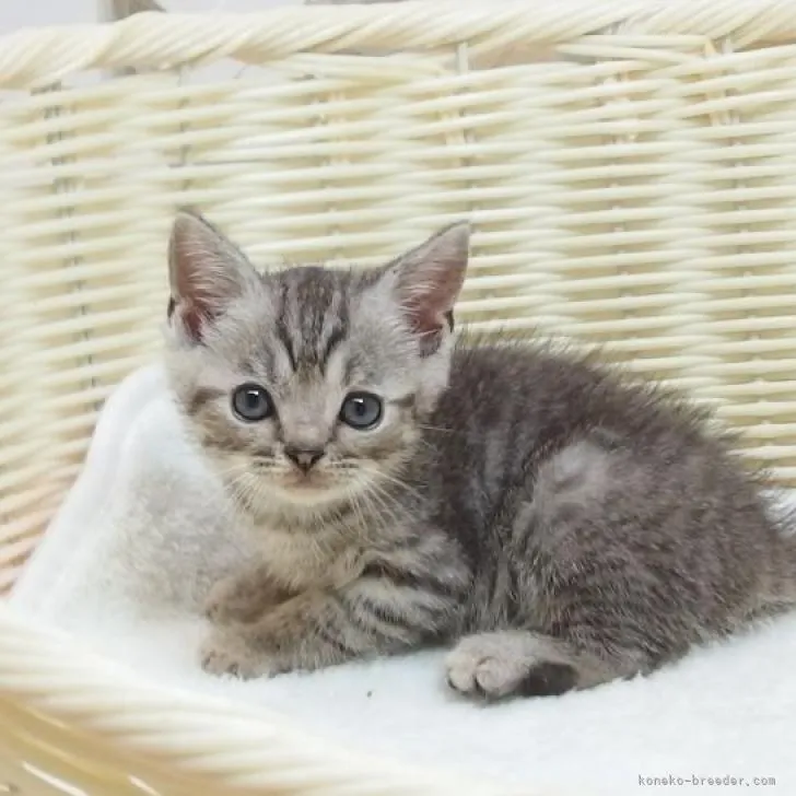 ID：2207-00768の子猫