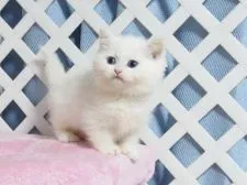 ミヌエット【大阪府・男の子・2019年11月11日・ホワイト】の写真2「１月2日撮影」