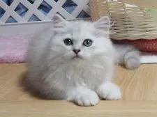 ペルシャ(チンチラ)【大阪府・男の子・2019年5月14日・チンチラシルバー】の写真2「8月4日撮影」