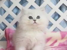 ペルシャ(チンチラ)【大阪府・男の子・2018年12月23日・チンチラシルバー】の写真2「3月14日撮影」