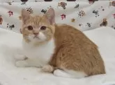 スコティッシュフォールド(立ち耳)【大阪府・男の子・2023年9月23日・レッドタビーホワイト】の写真2「12月24日撮影」