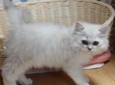 ペルシャ(チンチラ)【大阪府・男の子・2019年5月14日・チンチラシルバー】の写真3「8月4日撮影」