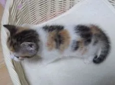 マンチカン(長足)【大阪府・女の子・2021年10月3日・キャリコ】の写真3「１１月３日撮影」