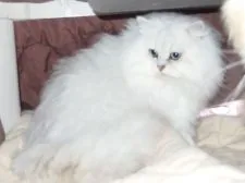 ミヌエット【大阪府・男の子・2019年11月11日・ホワイト】の写真4「父親」