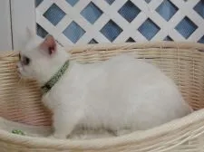 ミヌエット【大阪府・男の子・2019年6月21日・クリーム&ホワイト】の写真4「母親」