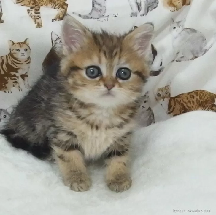 ID：2503-02245の子猫