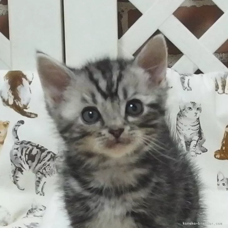 ID:2504-00801の子猫