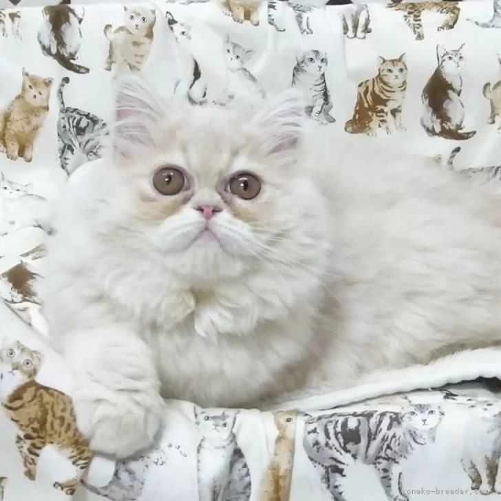 ID：2502-01824の子猫