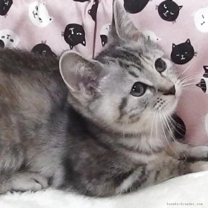 マンチカン(長足)【大阪府・女の子・2025年8月15日・ブラウンタビー】の写真1