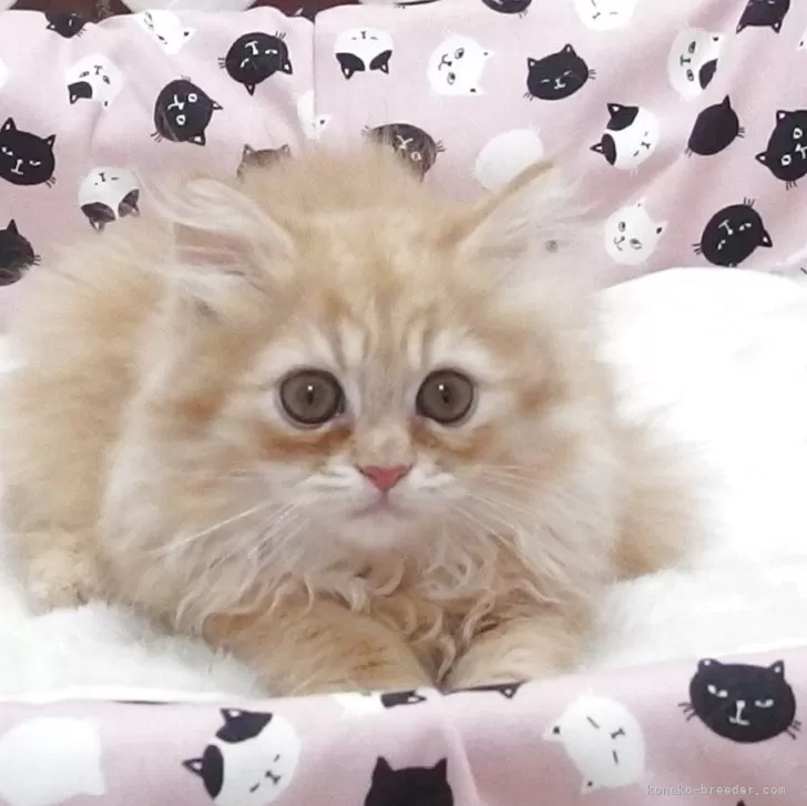 ID:2507-01640の子猫
