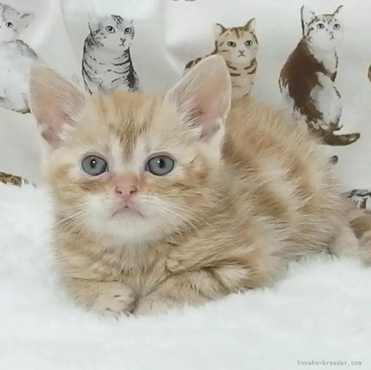 ID：2503-00379の子猫