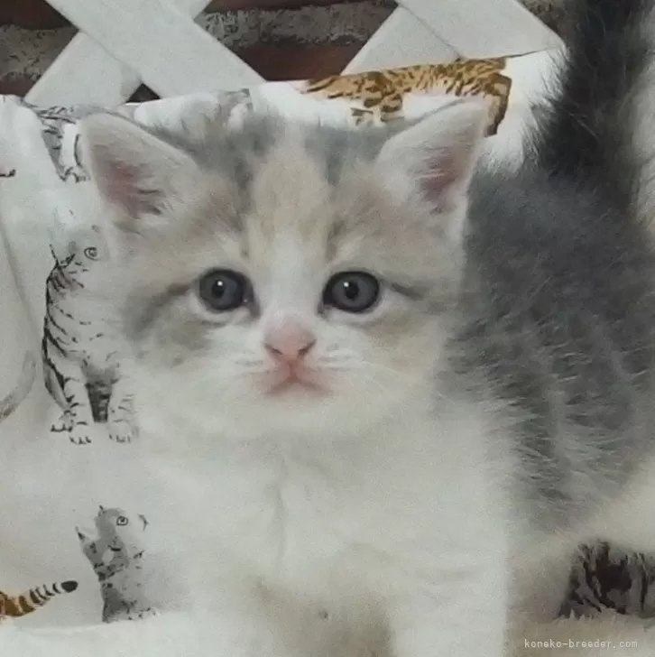ID:2503-01349の子猫