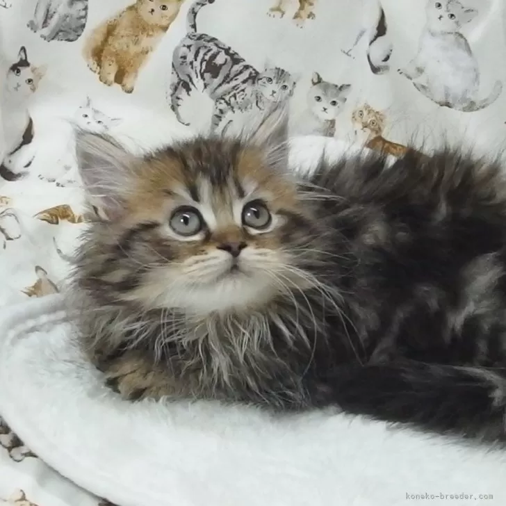 ID:2502-01250の子猫