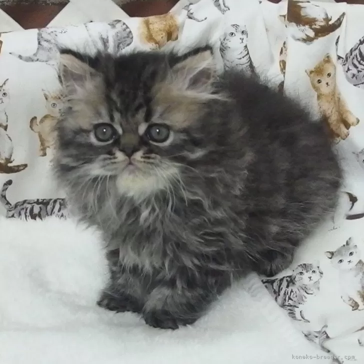 ID:2503-02066の子猫