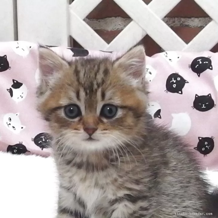 ID：2507-03205の子猫