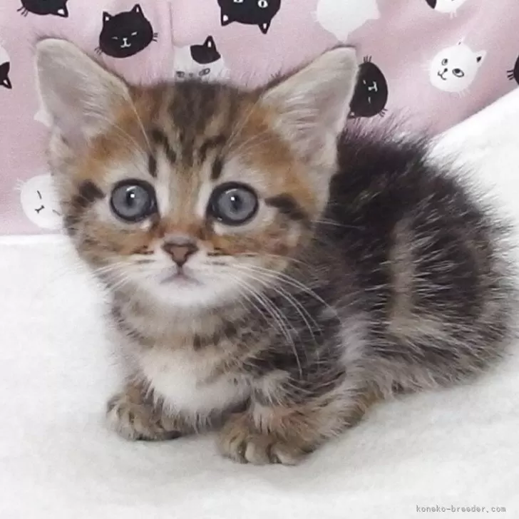 C.T 様のお迎えした子猫