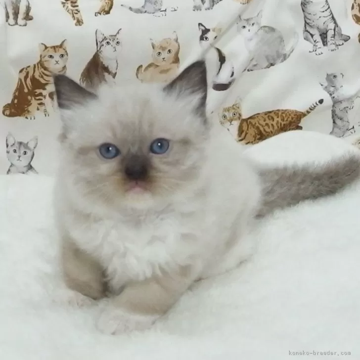 ID：2504-00429の子猫