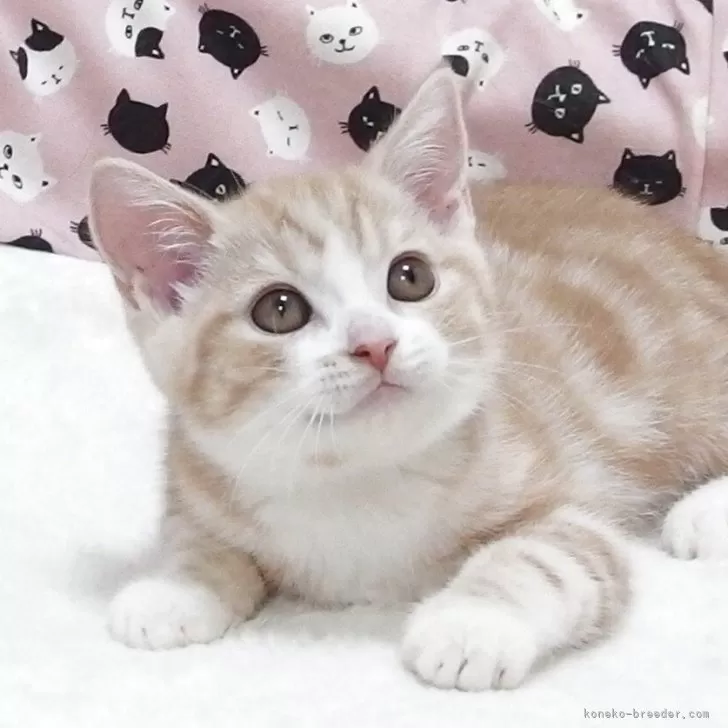 スコティッシュフォールド(立ち耳)【大阪府・男の子・2025年8月21日・クリームタビー】の写真1