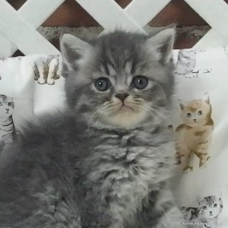 ID：2503-02063の子猫