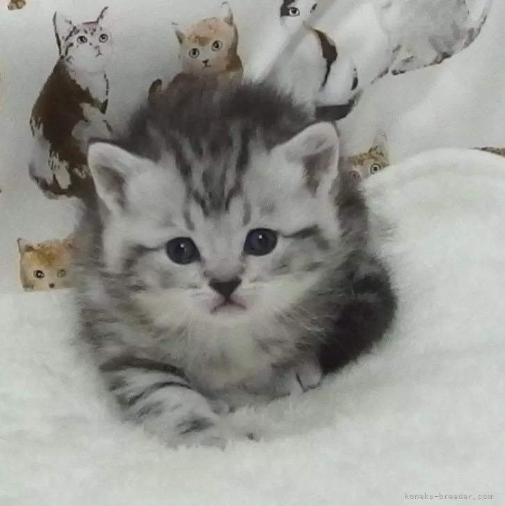ID:2502-02353の子猫