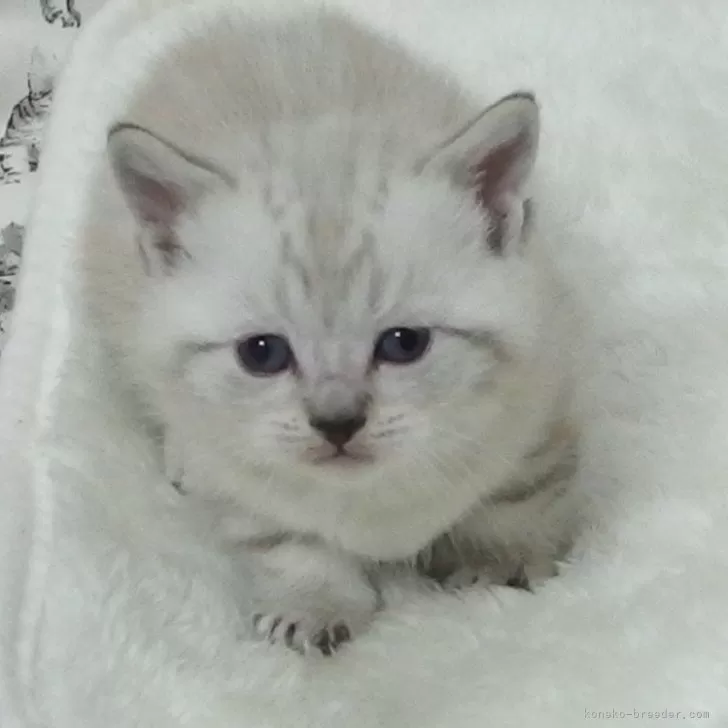 ID：2502-01251の子猫