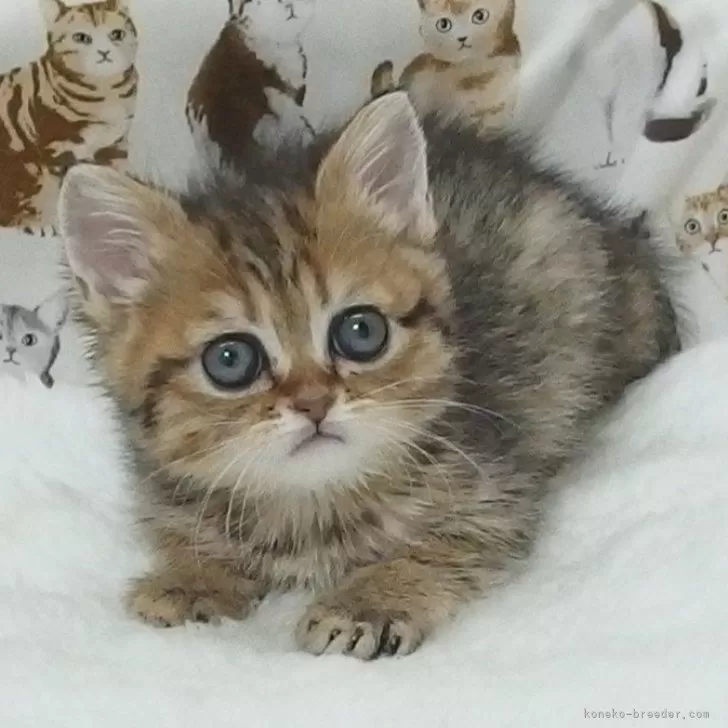 ID：2503-02242の子猫