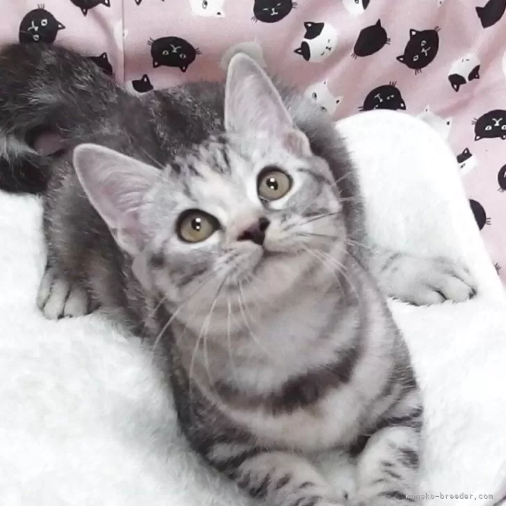 ID：2507-03195の子猫