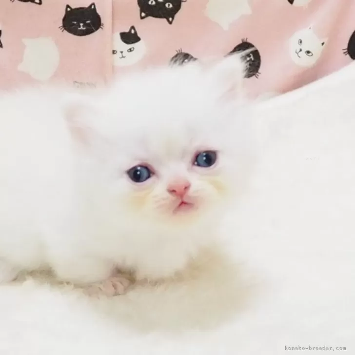 ミヌエット(短足)【大阪府・男の子・2026年3月4日・ホワイトクリーム】の写真1