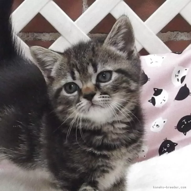 ID:2507-01634の子猫