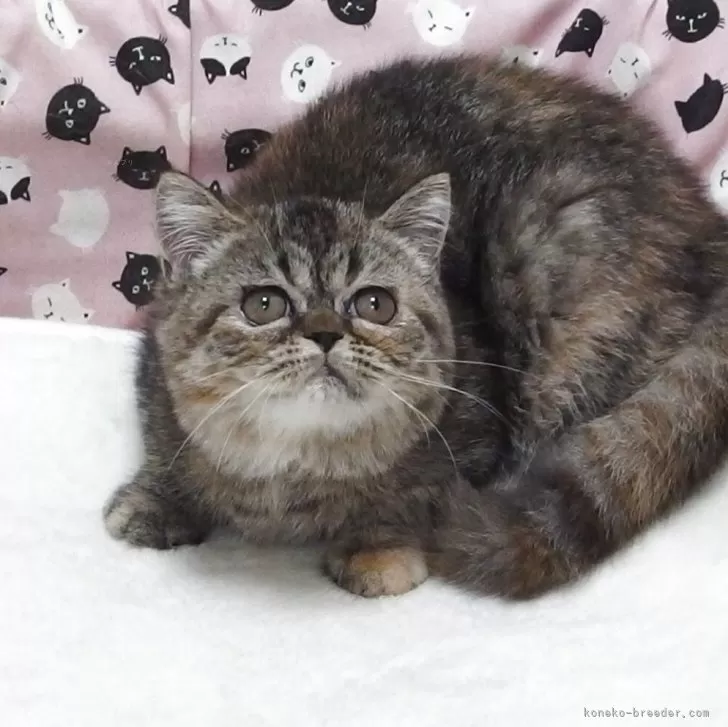 エキゾチックショートヘア【大阪府・女の子・2025年8月19日・ブラウンタビー】の写真1